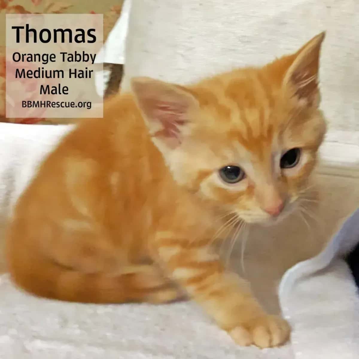 deneme ilan roblox deneme ilan roblox deneme iladeneme ilan robloxde